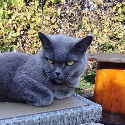 Samy, Britisch Kurzhaar | 3 Jahre