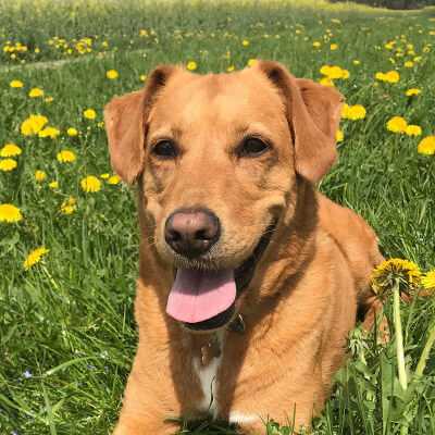Ebby, Labrador-Mix | 7 Jahre