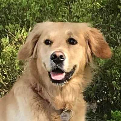 Stella, Golden Retriever | 3 Jahre