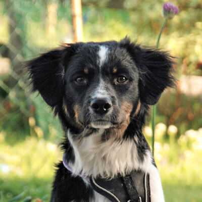 Apollo, Border Collie Mischling | 1 Jahr