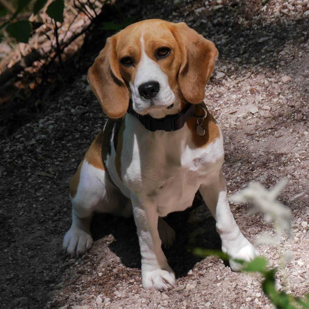 Allegra, Beagle | 4 Jahre