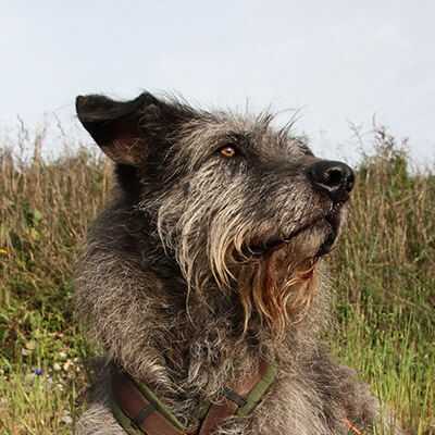 Flintstone, Altdeutscher Hütehund, Archäologiehund und Rettungshund | 7 Jahre