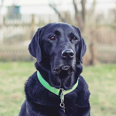 Charlie, Labrador | 7 Jahre