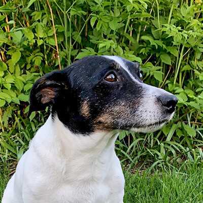 Alfred, Jack Russell Terrier | 12 Jahre