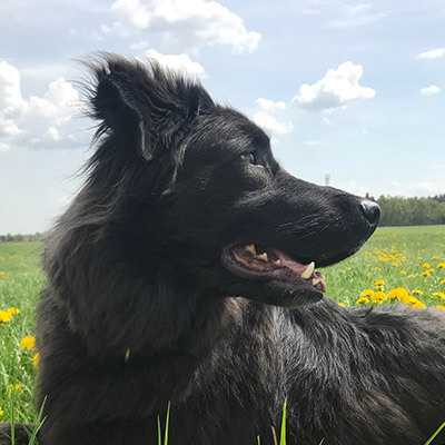 Kira, Schäferhund-Mix | 4 Jahre