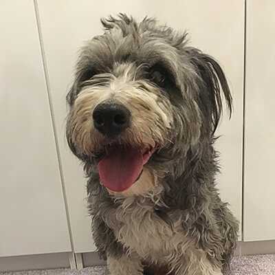 Smartie, Border-Collie/Kromfohrländer-Mischling | 7 Jahre
