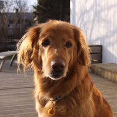 Frida, Hovawart | 7 Jahre