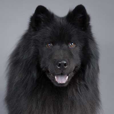 Milo, Eurasier | 4 Jahre